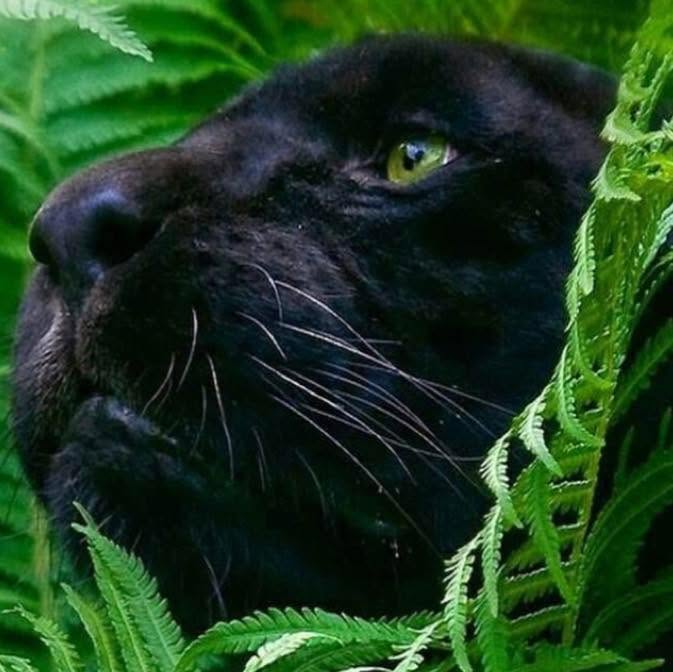Black Panther Szépségszalon logó